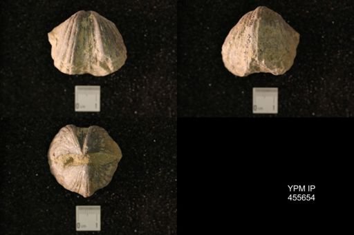 Platystrophia ponderosa