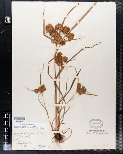 Cyperus strigosus