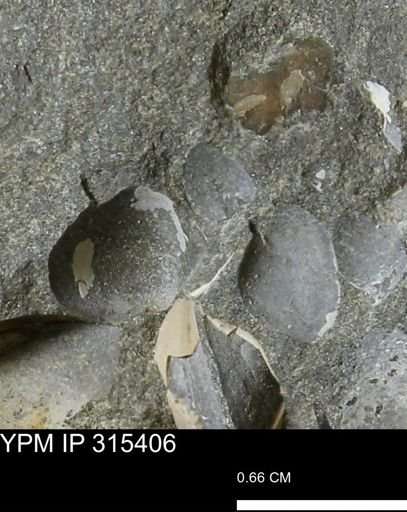 undet. Bivalvia
