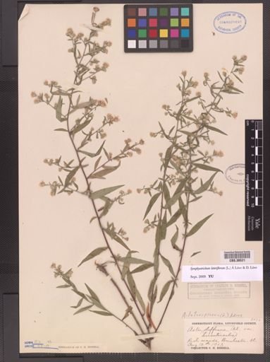 Symphyotrichum lateriflorum