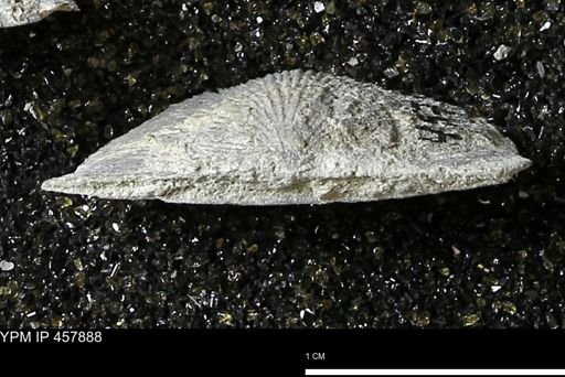 Strophodonta sp.