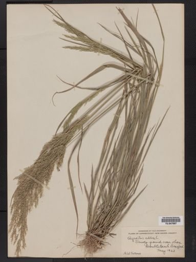 Agrostis alba