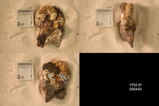 undet. Scaphitidae