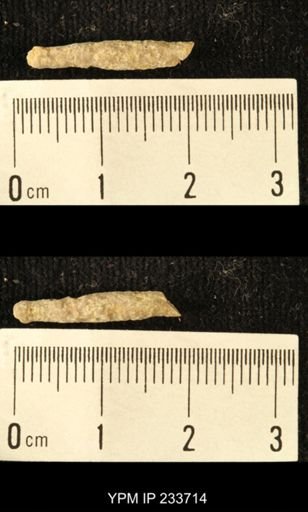 Archaeocidaris sp.