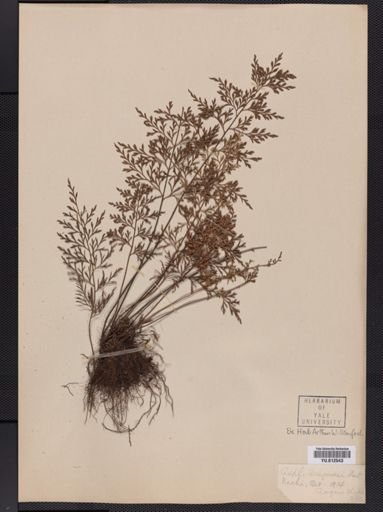 Asplenium