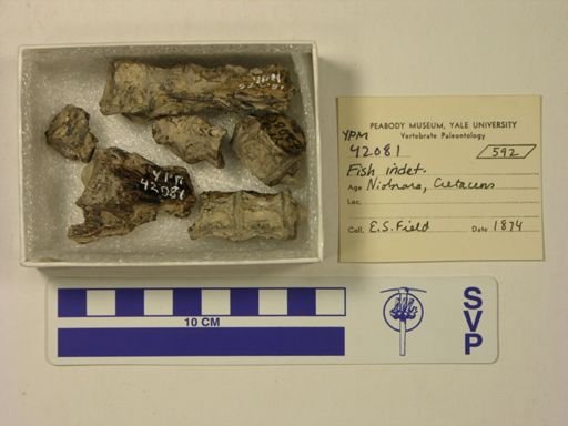 undet. Actinopterygii