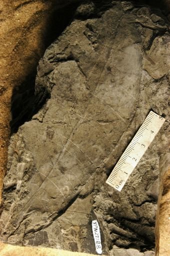 Aniba collazoensis