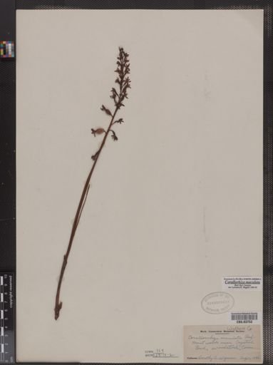 Corallorhiza maculata