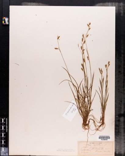 Carex capillaris