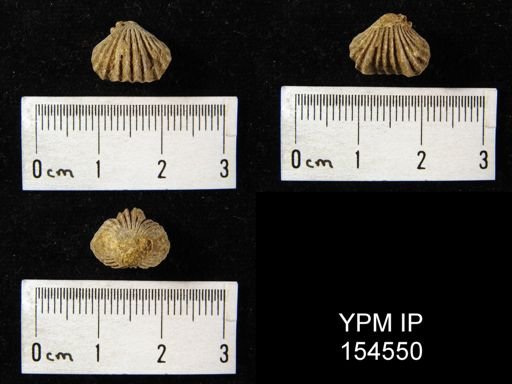 Rhynchotrema inaequivalis
