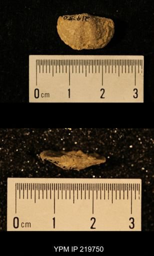 Chonetes granulifer