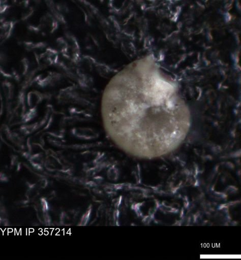 undet. Foraminiferida