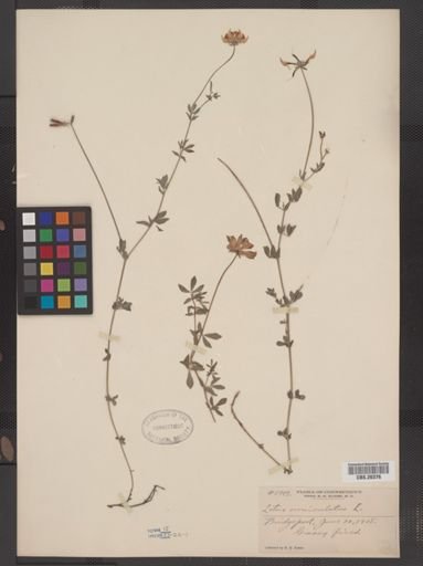 Lotus corniculatus
