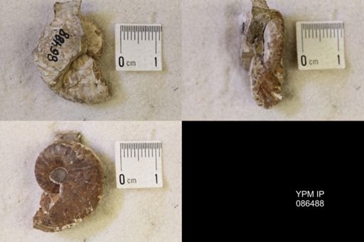 undet. Scaphitidae