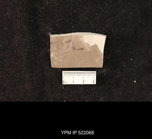 undet. Hexapoda