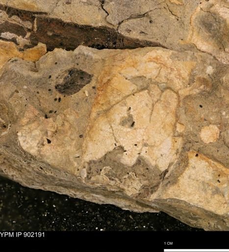 undet. Mollusca