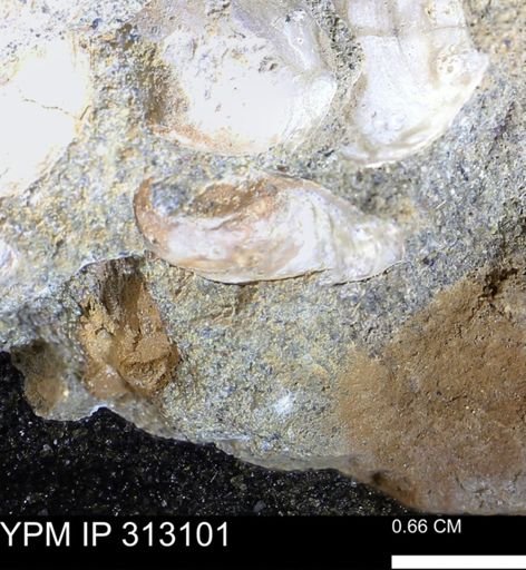 Corbicula