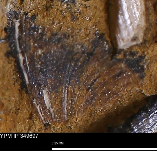 Limopsis striatopunctatus
