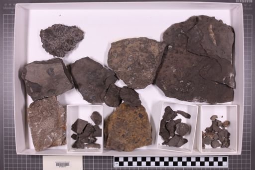 mixed taxa, stratigraphic collection