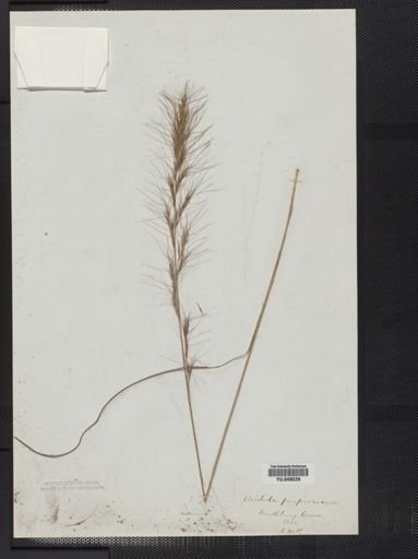 Aristida purpurascens