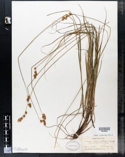 Carex straminea
