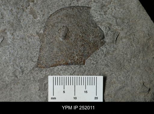 Eurypterus sp.