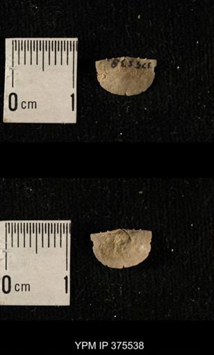 Chonetes granulifer