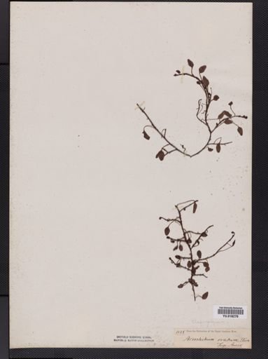 Elaphoglossum