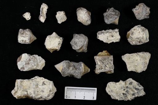 undet. Actinopterygii