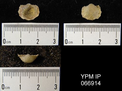Productella hallana
