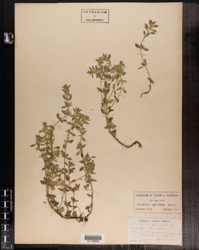 Plantae