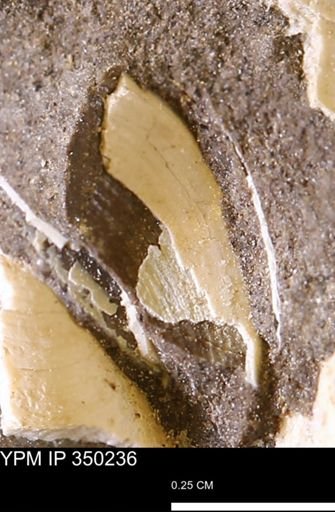 undet. Bivalvia
