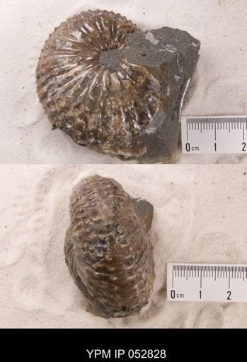 Discoscaphites gulosus