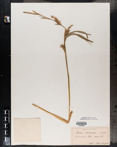 Carex trichocarpa