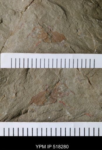 Thelxiope sp.