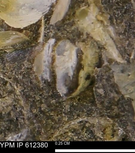 undet. Bivalvia