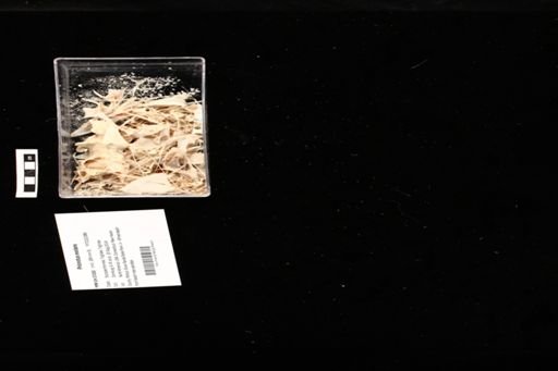 Prionotus evolans