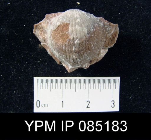 Atrypa reticularis