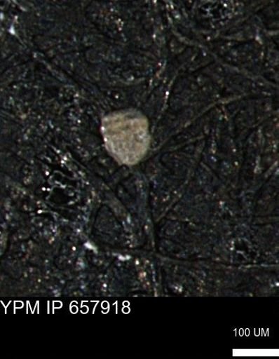 undet. Foraminiferida