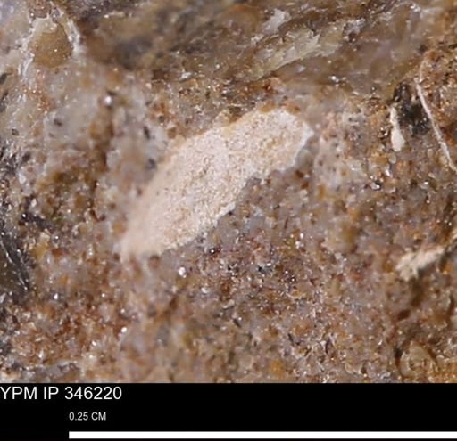 Limopsis striatopunctatus