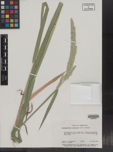 Plantae