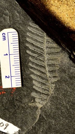 Pecopteris unita