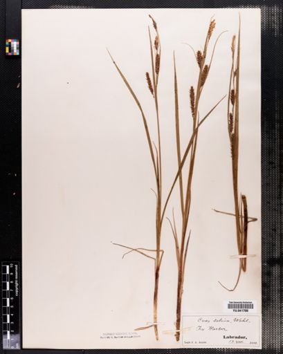 Carex