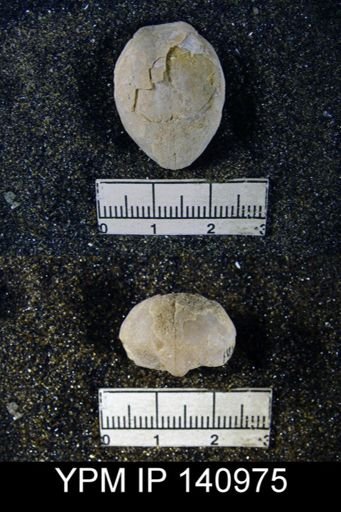 Spirigerella fusiformis