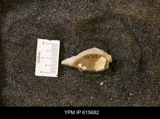 undet. Bivalvia