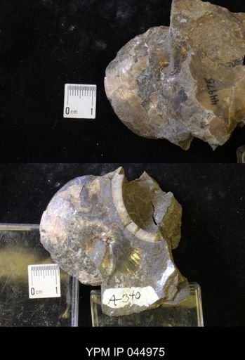 Sphenodiscus lenticularis
