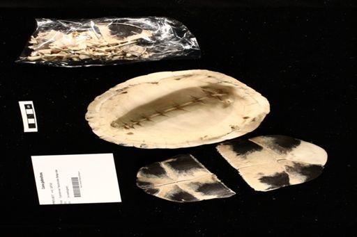 Cuora galbinifrons