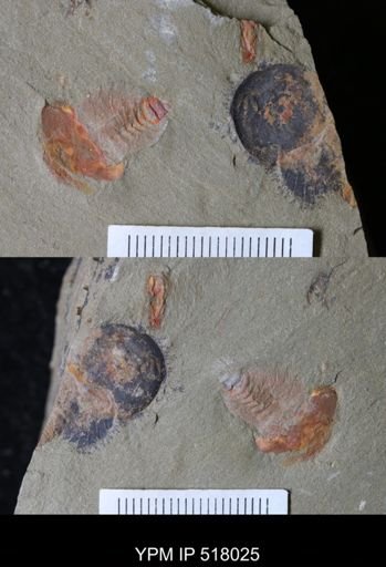 undet. Xiphosurida