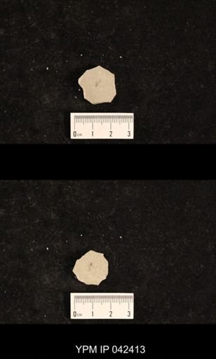 undet. Psocoptera