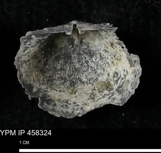 Chonetes mucronatus